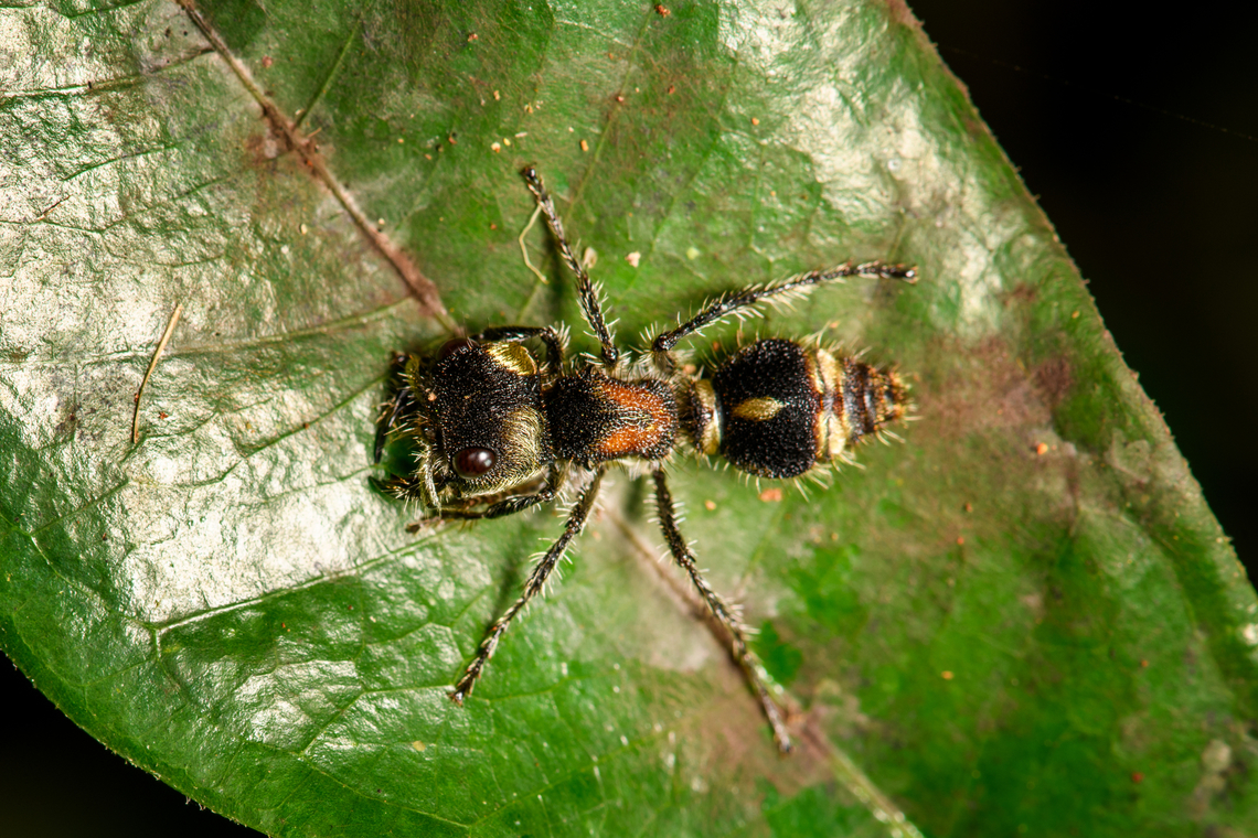 Velvet ant (Hoplocrates), Sani Lodge, Ecuador This seems to be the same species as we photographed in Colombia a few years earlier:<br />
<figure class="photo"><a href="https://www.jungledragon.com/image/74777/velvet_ant_-_side_view_putumayo_colombia.html" title="Velvet ant - side view, Putumayo, Colombia"><img src="https://s3.amazonaws.com/media.jungledragon.com/images/2/74777_thumb.jpg?AWSAccessKeyId=05GMT0V3GWVNE7GGM1R2&Expires=1761782410&Signature=C%2BuBhHcZToc30zmUKtCGuV7KBtA%3D" width="200" height="146" alt="Velvet ant - side view, Putumayo, Colombia Possibly Hoplocrates sp. In case you&#039;re unfamiliar with velvet ants, a few facts:<br />
<br />
- They are not ants, they are wasps in the Mutillidae family where the wingless females resemble ants. Yet they are more hairy than a real ant, which is one way to recognize them.<br />
<br />
- They have a notorious reputation for their powerful sting, which is in the top 5 of most painful insect bites, just after the Bullet ant.<br />
<br />
- Now to downplay that reputation: Velvet ant are highly defensive, stinging is the absolute last resort. They employ a few tactics to avoid a confrontation altogether. Their mimicry seen in the bands of the abdomen have evolved to come part of one of the largest M&uuml;llerian mimicry rings on the planet. Meaning: several independent species evolving the same warning signals that are &quot;proven&quot; to fend of predators, as those predators learned to avoid prey with these patterns. Second, Velvet ants are able to produce an audible sound when predators come to close, and it will intensify in frequency as the predator comes even closer. Third, they have strong, long legs that make them pretty fast in fleeing, despite having no wings. <br />
<br />
- For all their defensive tactics, their main offensive trait is that they lay their eggs on the larvae of ground-nesting bees and wasps. This is why you&#039;d typically find the female running on bare ground. When the egg hatches, it eats the larvae for food and will even reuse the pupal case of the larvae to spin its own cocoon. <br />
<br />
Their nickname &quot;cow killer&quot; is bothersome as it suggests they are a pest. They are no pest at all. They don&#039;t bother people or cattle in any way. They&#039;re not even a pest to plants. <br />
https://www.jungledragon.com/image/74776/velvet_ant_-_top_view_putumayo_colombia.html Colombia,Colombia 2018,Colombia South,Mocoa,Putumayo,South America,World" /></a></figure> Ecuador,Ecuador 2021,Geotagged,Sani Lodge,South America,Spring,World,Yasuni National Park