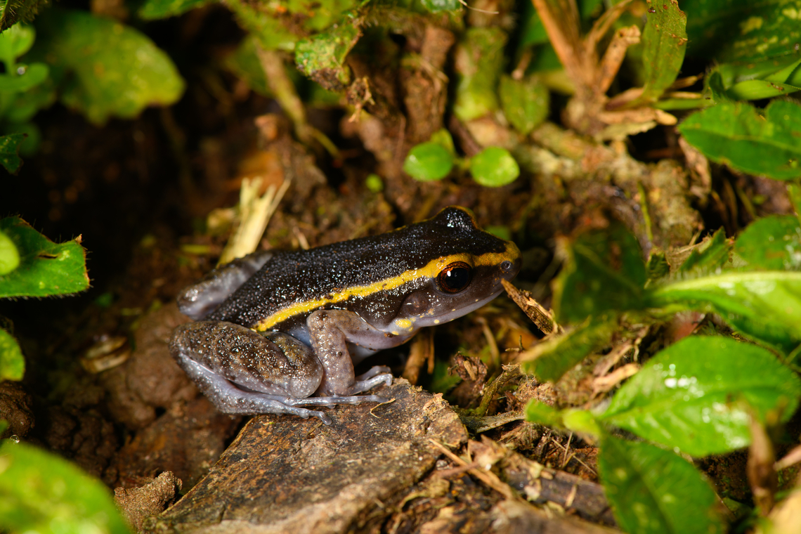 Painted Antnest Frog on floor, Sani Lodge, Ecuador Second individual on the same night. Ecuador,Ecuador 2021,Geotagged,Lithodytes lineatus,Painted Antnest Frog,Sani Lodge,South America,Spring,World,Yasuni National Park