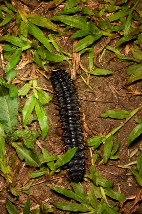 Flat-bakced millipede, Sani Lodge, Ecuador  Ecuador,Ecuador 2021,Geotagged,Sani Lodge,South America,Spring,World,Yasuni National Park