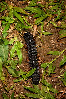 Flat-bakced millipede, Sani Lodge, Ecuador  Ecuador,Ecuador 2021,Geotagged,Sani Lodge,South America,Spring,World,Yasuni National Park