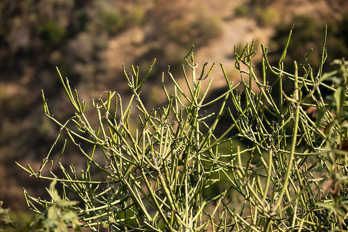 Rhipsalis teres f. heteroclada in Lake Manyara, Tanzania Lake Manyara is named after this plant by the Masaai people. The plant has many synonyms: Aveloz, Firestick Plants, Indian Tree Spurge, Naked Lady, Pencil Tree, Sticks on Fire or Milk Bush) (Sanskrit: सप्तला saptala, सातला satala,Marathi : sher-kandvel शेर-कांडवेल). Africa,Euphorbia tirucalli,Lake Manyara,Rhipsalis teres f. heteroclada,Tanzania