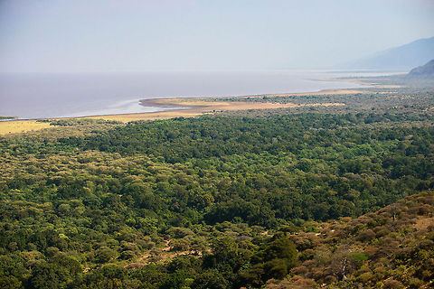 Lake Manyara landscape This is a landscape overview of Lake Manyara, a small national park in Tanzania, as taken from our lodge. This is a small park, two thirds consists of the lake which is not publicly accessible, the remaining one third is the forest, which can be cruised by vehicle. Lake Manyara is famous for its tree-climbing lions, although unfortunately we did not see them. The forest is always lush and green, even during the dry season as seen here. Africa,Lake Manyara,Tanzania