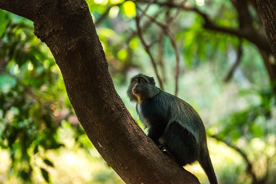 Tree-climbing Blue Monkey in Lake Manyara, Tanzania  Africa,Blue monkey,Cercopithecus mitis,Lake Manyara,Tanzania