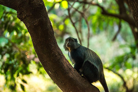 Tree-climbing Blue Monkey in Lake Manyara, Tanzania  Africa,Blue monkey,Cercopithecus mitis,Lake Manyara,Tanzania