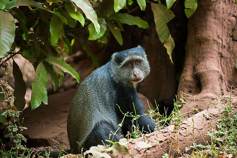 Blue Monkey in Lake Manyara, Tanzania  Africa,Blue monkey,Cercopithecus mitis,Lake Manyara,Tanzania