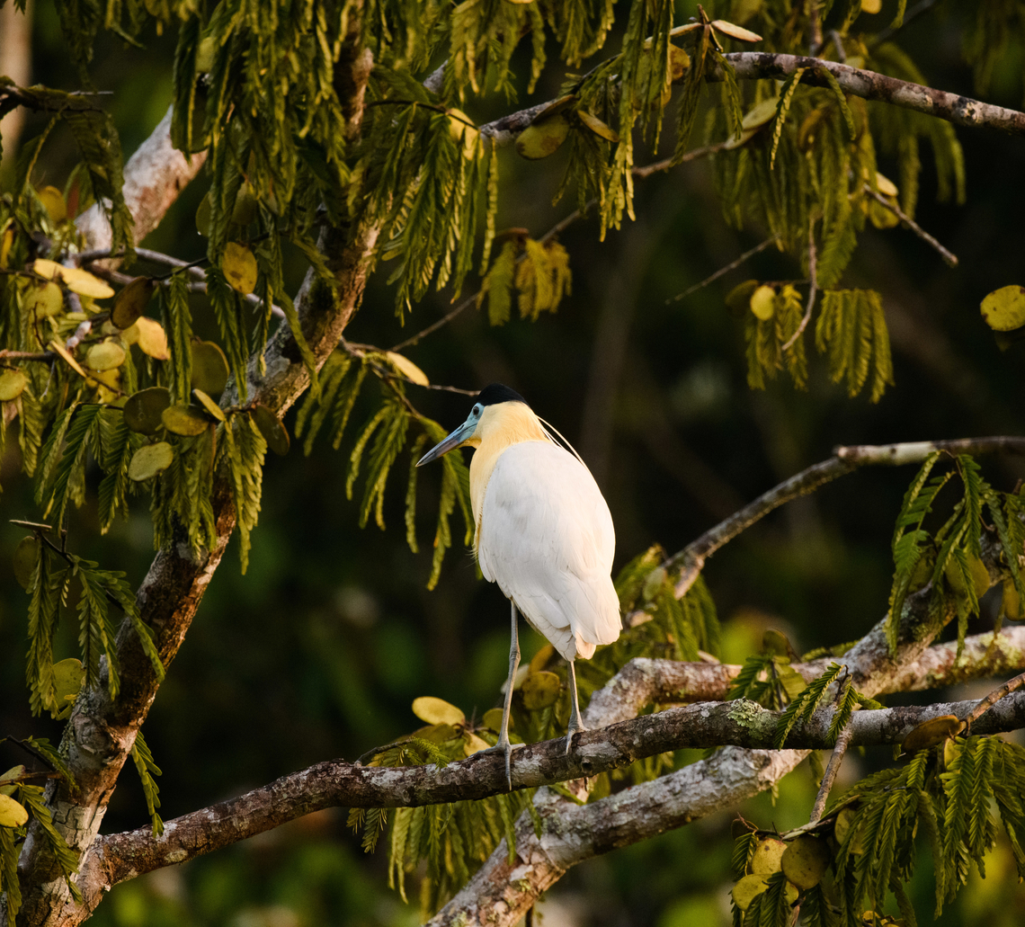 Capped Heron, Sani Lodge, Ecuador Our first full day in the Ecuadorian amazon where we were in a canoe underway to a bird watching tower. This bird is widespread but thinly spread. Capped Heron,Ecuador,Ecuador 2021,Geotagged,Pilherodius pileatus,Sani Lodge,South America,Spring,World,Yasuni National Park
