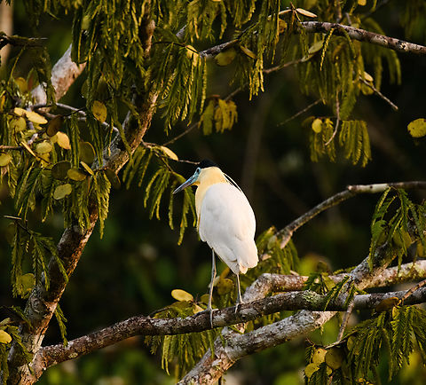Capped Heron, Sani Lodge, Ecuador Our first full day in the Ecuadorian amazon where we were in a canoe underway to a bird watching tower. This bird is widespread but thinly spread. Capped Heron,Ecuador,Ecuador 2021,Geotagged,Pilherodius pileatus,Sani Lodge,South America,Spring,World,Yasuni National Park