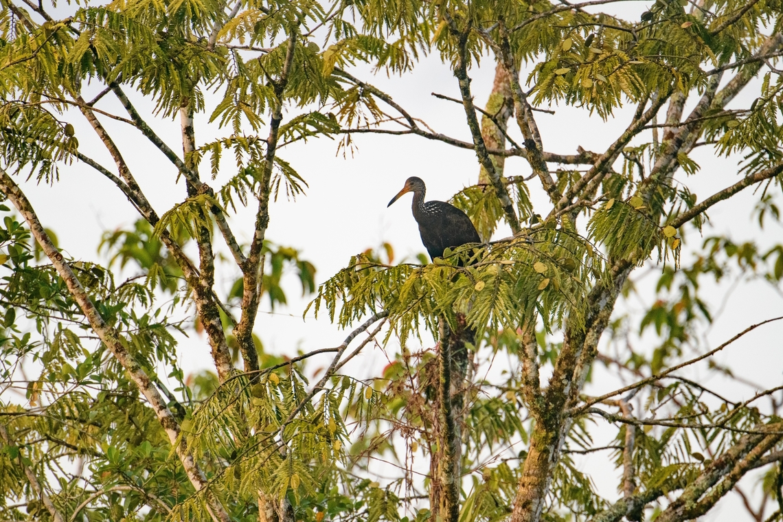 Limpkin, Sani Lodge, Ecuador  Aramus guarauna,Ecuador,Ecuador 2021,Geotagged,Limpkin,Sani Lodge,South America,Spring,World,Yasuni National Park