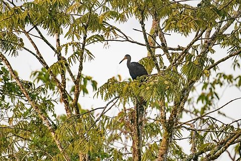Limpkin, Sani Lodge, Ecuador  Aramus guarauna,Ecuador,Ecuador 2021,Geotagged,Limpkin,Sani Lodge,South America,Spring,World,Yasuni National Park