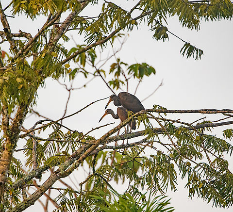 Limpkin couple, Sani Lodge, Ecuador They are next to each other, not on top of each other :) Aramus guarauna,Ecuador,Ecuador 2021,Geotagged,Limpkin,Sani Lodge,South America,Spring,World,Yasuni National Park