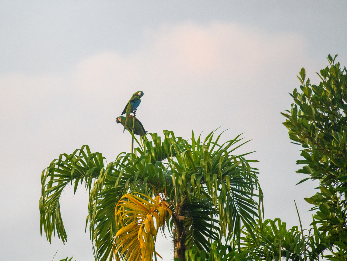 Chestnut-fronted macaws, Sani Lodge, Ecuador  Ara severus,Chestnut-fronted macaw,Ecuador,Ecuador 2021,Geotagged,Sani Lodge,South America,Spring,World,Yasuni National Park