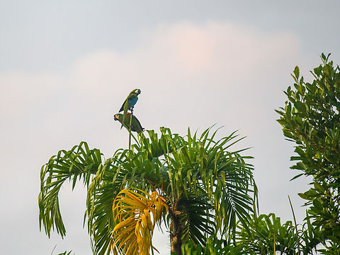 Chestnut-fronted macaws, Sani Lodge, Ecuador  Ara severus,Chestnut-fronted macaw,Ecuador,Ecuador 2021,Geotagged,Sani Lodge,South America,Spring,World,Yasuni National Park
