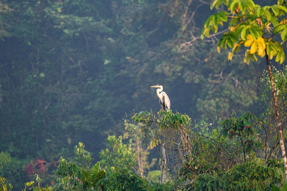 Cocoi Heron, Sani Lodge, Ecuador  Ardea cocoi,Cocoi Heron,Ecuador,Ecuador 2021,Geotagged,Sani Lodge,South America,Spring,World,Yasuni National Park