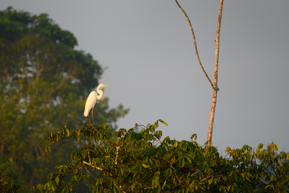 Great egret, Sani Lodge, Ecuador  Ardea alba,Ecuador,Ecuador 2021,Geotagged,Great egret,Sani Lodge,South America,Spring,World,Yasuni National Park