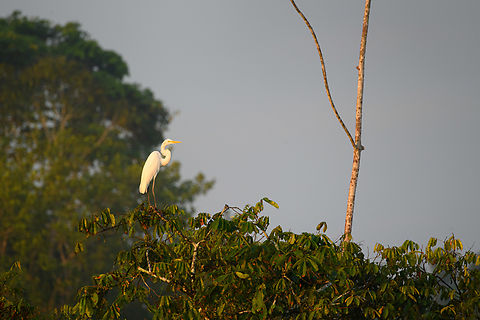Great egret, Sani Lodge, Ecuador  Ardea alba,Ecuador,Ecuador 2021,Geotagged,Great egret,Sani Lodge,South America,Spring,World,Yasuni National Park