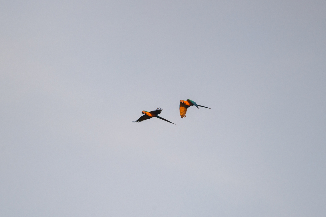 Blue-and-yellow macaw, Sani Lodge, Ecuador The sign of a fresh day: loud overhead macaws on their commute to (very likely) a clay lick site. Ara ararauna,Blue-and-yellow macaw,Ecuador,Ecuador 2021,Geotagged,Sani Lodge,South America,Spring,World,Yasuni National Park