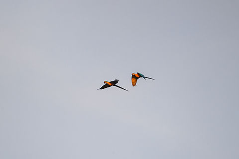Blue-and-yellow macaw, Sani Lodge, Ecuador The sign of a fresh day: loud overhead macaws on their commute to (very likely) a clay lick site. Ara ararauna,Blue-and-yellow macaw,Ecuador,Ecuador 2021,Geotagged,Sani Lodge,South America,Spring,World,Yasuni National Park