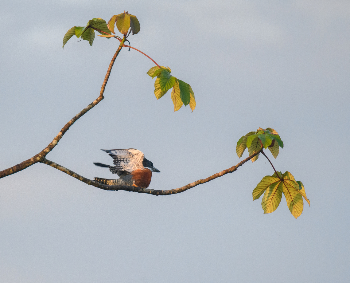Ringed Kingfisher drying wings, Sani Lodge, Ecuador  Ecuador,Ecuador 2021,Geotagged,Megaceryle torquata,Ringed Kingfisher,Sani Lodge,South America,Spring,World,Yasuni National Park