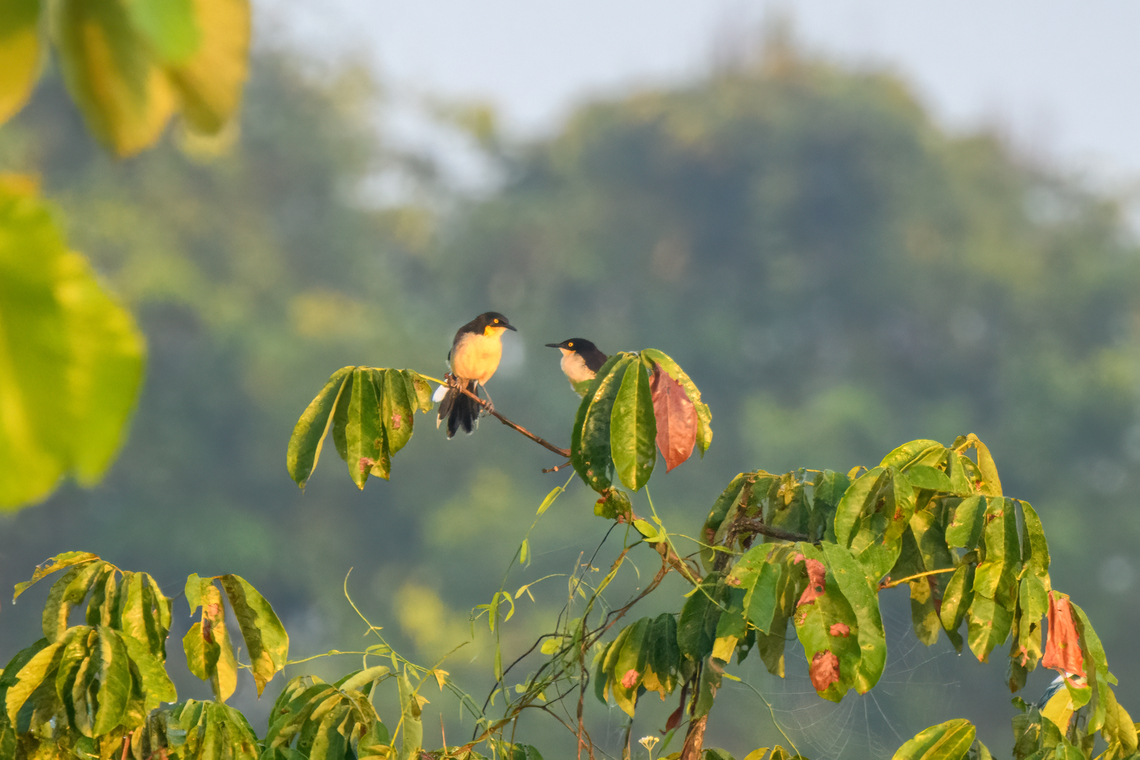 Black-capped donacobius, Sani Lodge, Ecuador  Black-capped donacobius,Donacobius atricapilla,Ecuador,Ecuador 2021,Geotagged,Sani Lodge,South America,Spring,World,Yasuni National Park