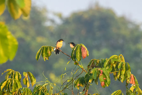 Black-capped donacobius, Sani Lodge, Ecuador  Black-capped donacobius,Donacobius atricapilla,Ecuador,Ecuador 2021,Geotagged,Sani Lodge,South America,Spring,World,Yasuni National Park