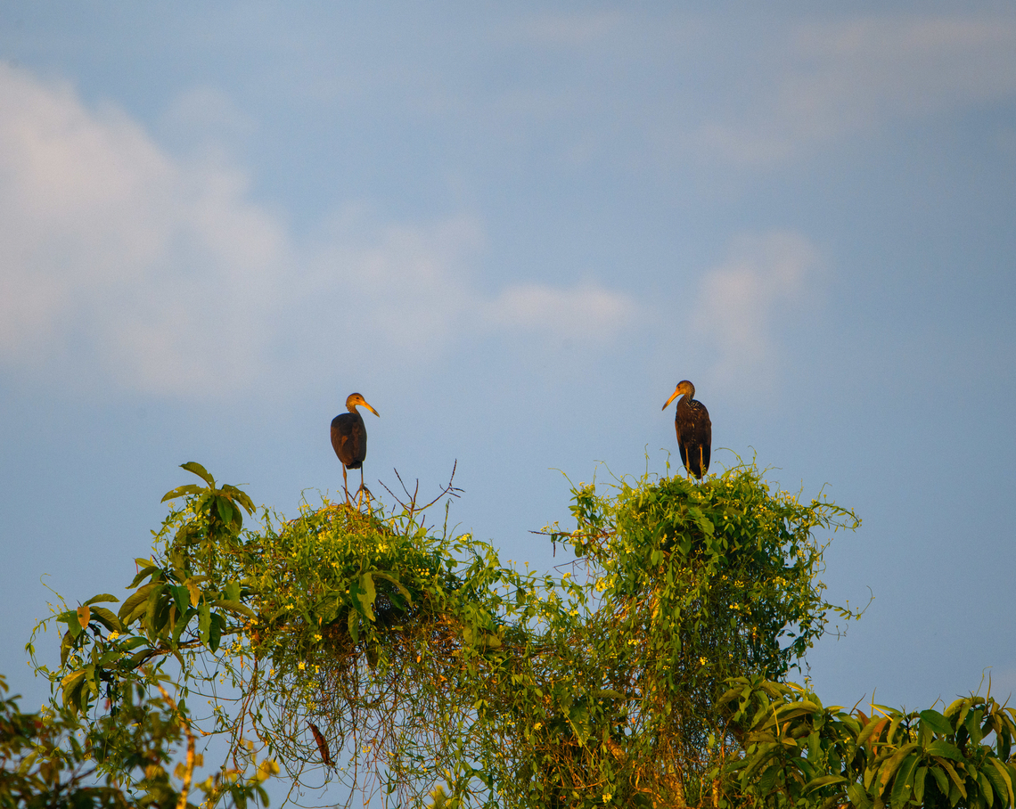 Two Limpkins, Sani Lodge, Ecuador  Aramus guarauna,Ecuador,Ecuador 2021,Geotagged,Limpkin,Sani Lodge,South America,Spring,World,Yasuni National Park