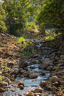 Lake Manyara natural spring and Olive Baboons You have to look closely but this scene contains several Olive Baboons. Africa,Lake Manyara,Olive baboon,Papio anubis,Tanzania