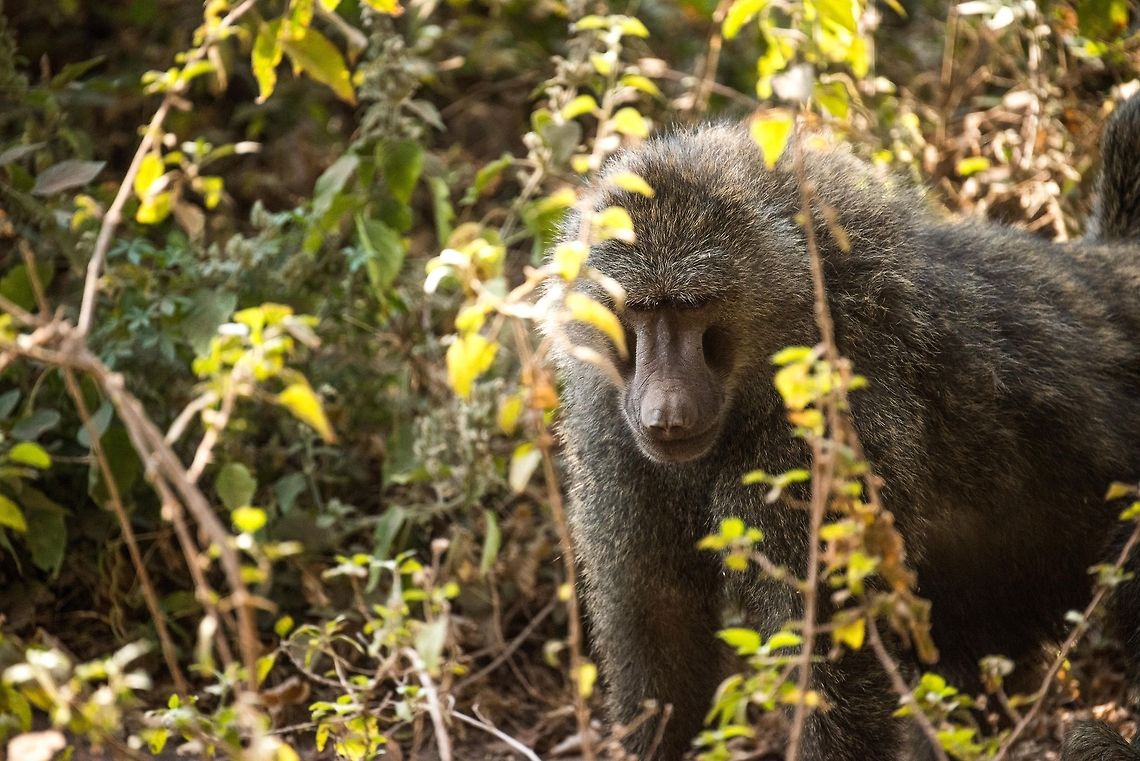 Dominant male Olive Baboon in Lake Manyara NP, Tanzania  Africa,Lake Manyara,Olive baboon,Papio anubis,Tanzania