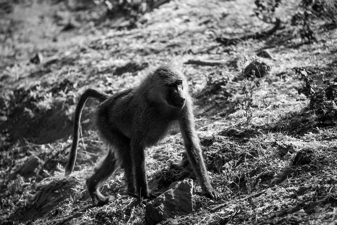 Female Olive Baboon in Lake Manyara NP  Africa,Lake Manyara,Olive baboon,Papio anubis,Tanzania