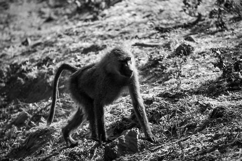 Female Olive Baboon in Lake Manyara NP  Africa,Lake Manyara,Olive baboon,Papio anubis,Tanzania