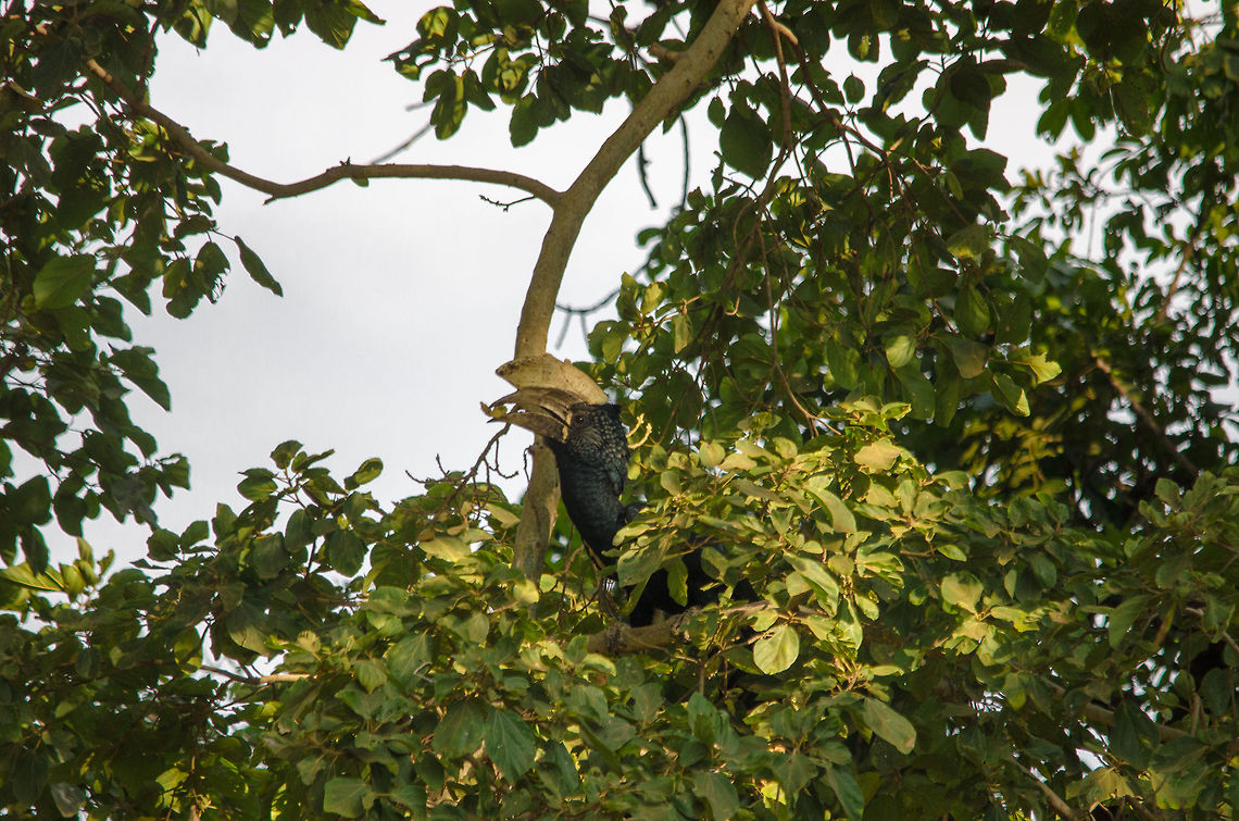 Silvery-cheeked Hornbill eating fruit in tree in Lake Manyara NP, Tanzania  Africa,Bycanistes brevis,Geotagged,Lake Manyara,Silvery-cheeked Hornbill,Tanzania