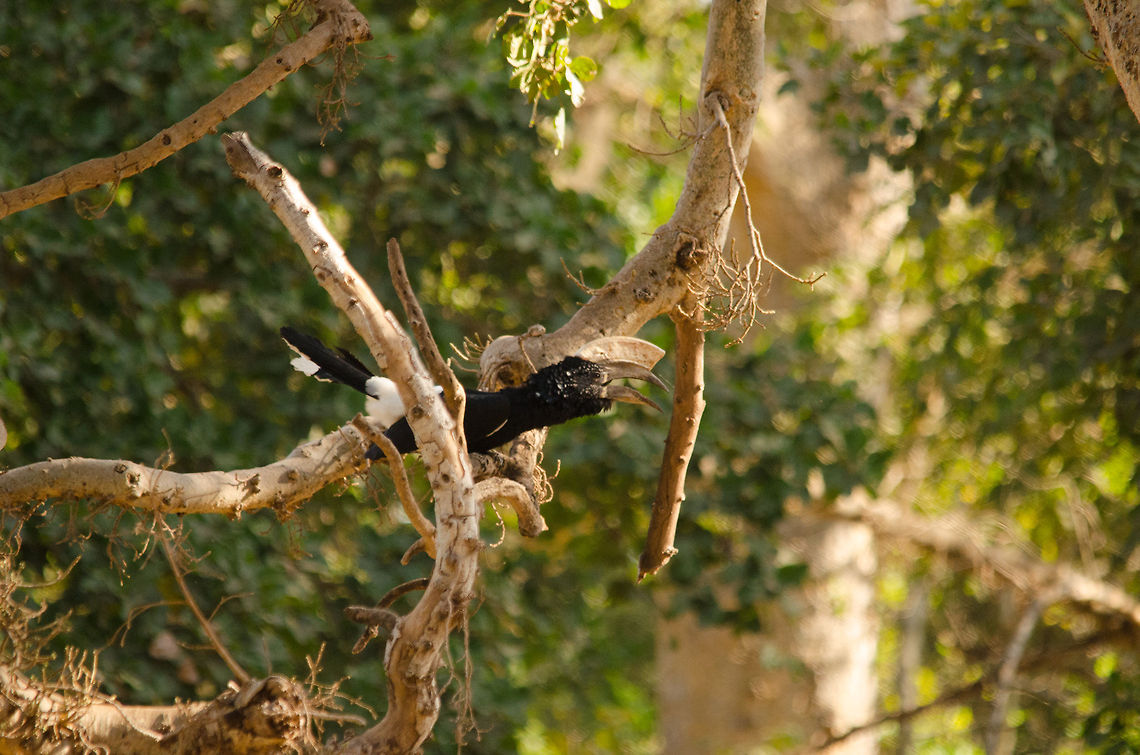 Silvery-cheeked Hornbill calling out in Lake Manyara NP, Tanzania  Africa,Bycanistes brevis,Geotagged,Lake Manyara,Silvery-cheeked Hornbill,Tanzania