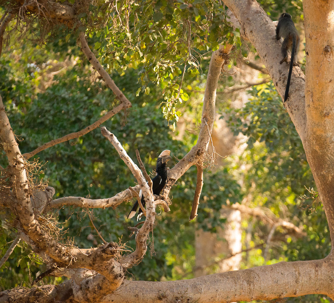Silvery-cheeked Hornbill observing monkey in Lake Manyara NP, Tanzania  Africa,Bycanistes brevis,Lake Manyara,Silvery-cheeked Hornbill,Tanzania
