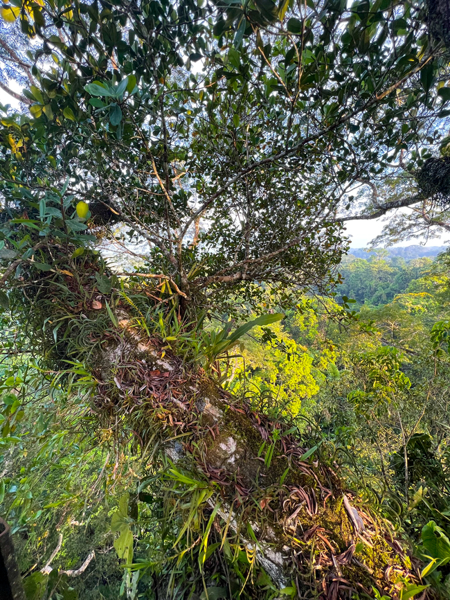 Sani Lodge bird tower perspective, Ecuador This is just a quick snap, a marker of a birding session in the massive bird tower found near Sani Lodge, Ecuador. I haven't seen any formal numbers, but I'd estimate it may be about 30m (100ft) tall, a solid metal staircase structure attached to one of the highest trees in the area. <br />
<br />
Although the purpose of our climb was birding, I still want to link to a very interesting article about canopy insects:<br />
<a href="https://www.nationalgeographic.com/animals/article/for-insects-amazons-canopy-contains-a-dazzling-multiverse" rel="nofollow">https://www.nationalgeographic.com/animals/article/for-insects-amazons-canopy-contains-a-dazzling-multiverse</a> Ecuador,Ecuador 2021,Geotagged,Sani Lodge,South America,Spring,World,Yasuni National Park