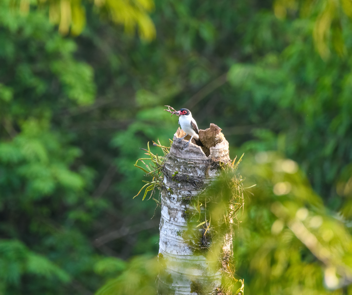 Black-tailed tityra, Sani Lodge, Ecuador This bird forages in the canopy. They nest in dead tree holes which the female lines with dry leaves, as seen here. Black-tailed tityra,Ecuador,Ecuador 2021,Geotagged,Sani Lodge,South America,Spring,Tityra cayana,World,Yasuni National Park