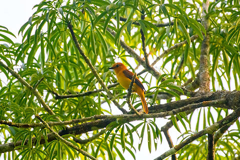 Cinnamon attila, Sani Lodge, Ecuador Uncommon in Ecuador. Attila cinnamomeus,Cinnamon attila,Ecuador,Ecuador 2021,Geotagged,Sani Lodge,South America,Spring,World,Yasuni National Park