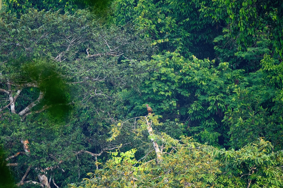 Spix's Guan, Sani Lodge, Ecuador A very remote observation, sorry. Rare in Ecuador. Ecuador,Ecuador 2021,Geotagged,Penelope jacquacu,Sani Lodge,South America,Spixs guan,Spring,World,Yasuni National Park