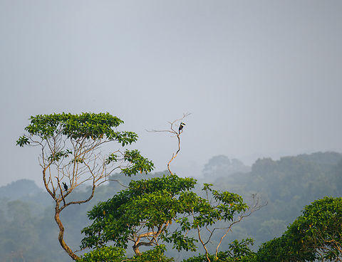 Yellow-ridged Toucans, Sani Lodge, Ecuador Very remote observation of two Yellow-ridged Toucans.

Yellow-ridged Toucans are a subspecies (Ramphastos vitellinus ssp. culminatus) of the Channel-billed Toucan. Channel-billed Toucan,Ecuador,Ecuador 2021,Geotagged,Ramphastos vitellinus,Sani Lodge,South America,Spring,World,Yasuni National Park