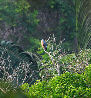 Double-toothed kite, Sani Lodge, Ecuador Uncommon to rare in Ecuador. A good bird to keep an eye on as they are known to follow monkey troops, bird flocks and army ants to feed on disturbed prey like lizards and large insects. Double-toothed kite,Ecuador,Ecuador 2021,Geotagged,Harpagus bidentatus,Sani Lodge,South America,Spring,World,Yasuni National Park