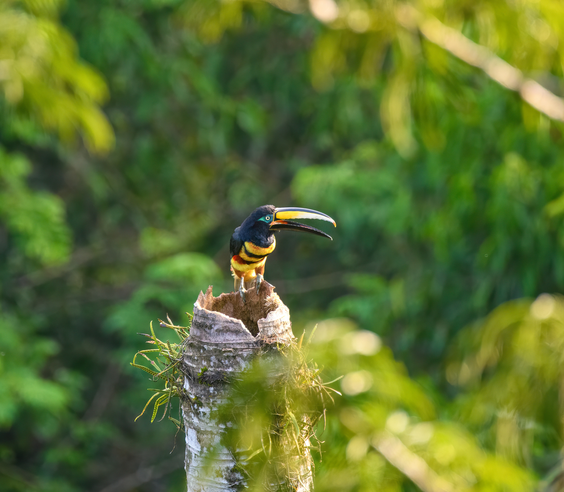 Many-banded araçari, Sani Lodge, Ecuador  Ecuador,Ecuador 2021,Geotagged,Many-banded aracari,Pteroglossus pluricinctus,Sani Lodge,South America,Spring,World,Yasuni National Park
