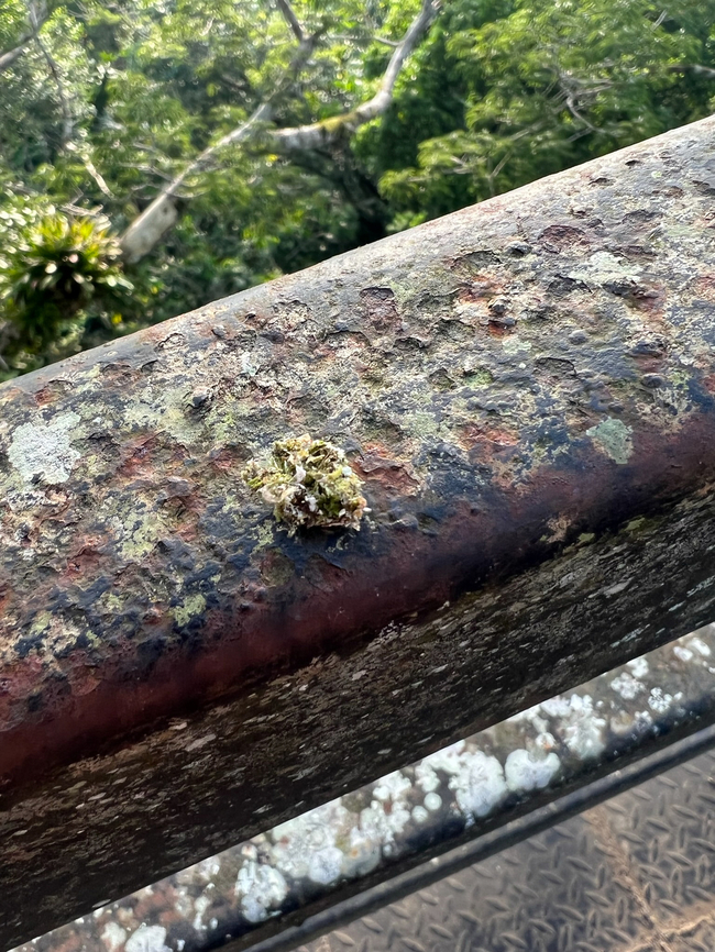 Lacewing larva on the move, Sani Lodge, Ecuador On the metal guard rail of the birding tower near Sani Lodge, we noticed this piece of mossy debris...with legs.<br />
<section class="video"><iframe width="448" height="282" src="https://www.youtube-nocookie.com/embed/mPQvpjLnAVY?hd=1&autoplay=0&rel=0" frameborder="0" allowfullscreen></iframe></section><br />
<section class="video"><iframe width="448" height="282" src="https://www.youtube-nocookie.com/embed/doW32ZfP2_M?hd=1&autoplay=0&rel=0" frameborder="0" allowfullscreen></iframe></section> Ecuador,Ecuador 2021,Geotagged,Sani Lodge,South America,Spring,World,Yasuni National Park