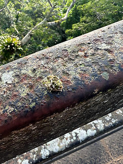 Lacewing larva on the move, Sani Lodge, Ecuador On the metal guard rail of the birding tower near Sani Lodge, we noticed this piece of mossy debris...with legs.
https://youtu.be/mPQvpjLnAVY
https://youtu.be/doW32ZfP2_M Ecuador,Ecuador 2021,Geotagged,Sani Lodge,South America,Spring,World,Yasuni National Park
