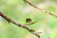 Rufous-bellied euphonia - female, Sani Lodge, Ecuador Female collecting nest material.<br />
https://www.jungledragon.com/image/131165/rufous-bellied_euphonia_-_male_sani_lodge_ecuador.html Ecuador,Ecuador 2021,Euphonia rufiventris,Geotagged,Rufous-bellied euphonia,Sani Lodge,South America,Spring,World,Yasuni National Park