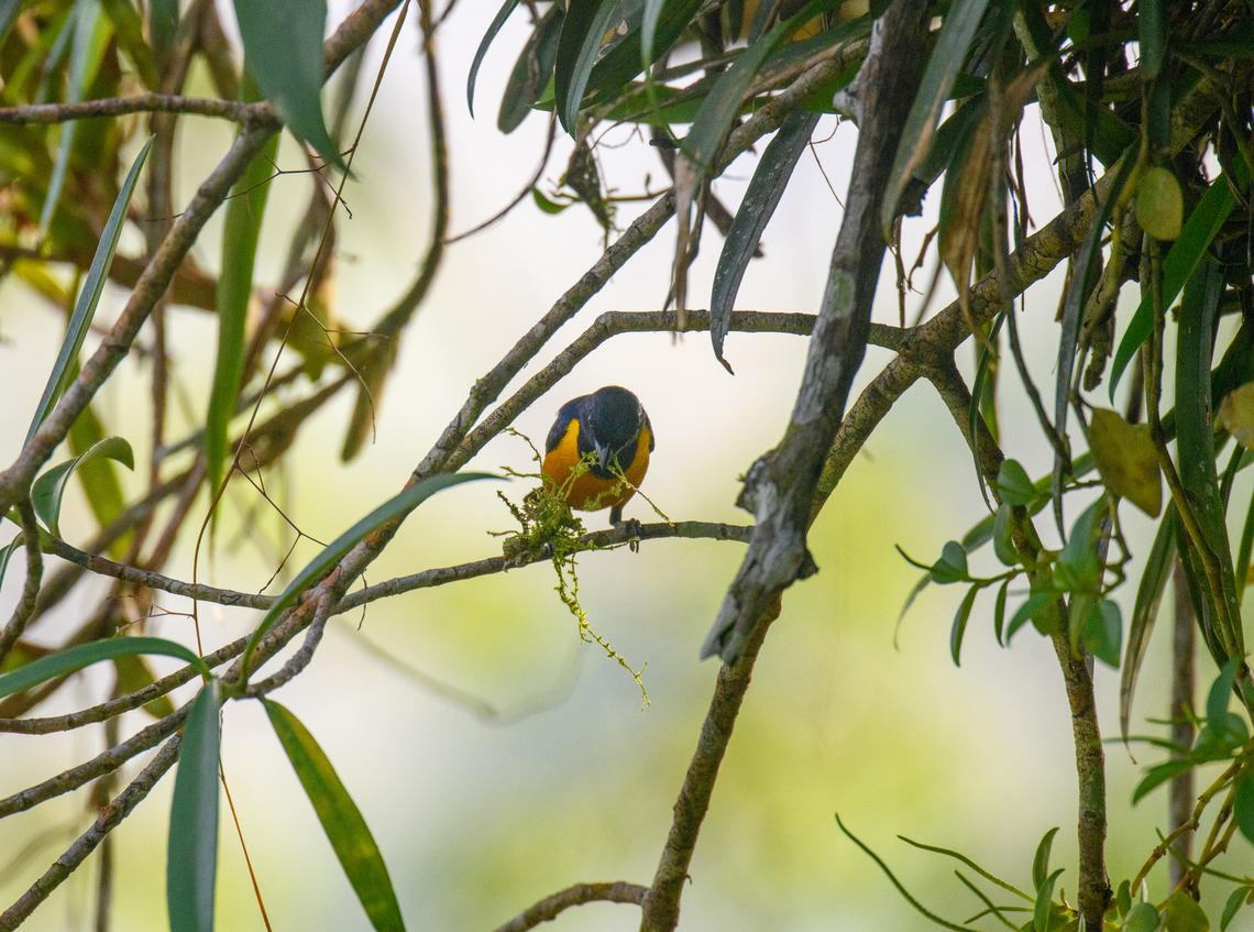 Rufous-bellied euphonia - male, Sani Lodge, Ecuador Male collecting nest material.<br />
<figure class="photo"><a href="https://www.jungledragon.com/image/131164/rufous-bellied_euphonia_-_female_sani_lodge_ecuador.html" title="Rufous-bellied euphonia - female, Sani Lodge, Ecuador"><img src="https://s3.amazonaws.com/media.jungledragon.com/images/2/131164_thumb.jpg?AWSAccessKeyId=05GMT0V3GWVNE7GGM1R2&Expires=1759968010&Signature=3eU1Wi3L9uZ4aro%2BVPQPUXGiVPg%3D" width="200" height="134" alt="Rufous-bellied euphonia - female, Sani Lodge, Ecuador Female collecting nest material.<br />
https://www.jungledragon.com/image/131165/rufous-bellied_euphonia_-_male_sani_lodge_ecuador.html Ecuador,Ecuador 2021,Euphonia rufiventris,Geotagged,Rufous-bellied euphonia,Sani Lodge,South America,Spring,World,Yasuni National Park" /></a></figure> Ecuador,Ecuador 2021,Euphonia rufiventris,Geotagged,Rufous-bellied euphonia,Sani Lodge,South America,Spring,World,Yasuni National Park