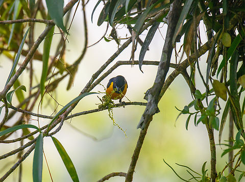 Rufous-bellied euphonia - male, Sani Lodge, Ecuador Male collecting nest material.
https://www.jungledragon.com/image/131164/rufous-bellied_euphonia_-_female_sani_lodge_ecuador.html Ecuador,Ecuador 2021,Euphonia rufiventris,Geotagged,Rufous-bellied euphonia,Sani Lodge,South America,Spring,World,Yasuni National Park