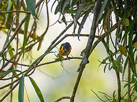 Rufous-bellied euphonia - male, Sani Lodge, Ecuador Male collecting nest material.<br />
https://www.jungledragon.com/image/131164/rufous-bellied_euphonia_-_female_sani_lodge_ecuador.html Ecuador,Ecuador 2021,Euphonia rufiventris,Geotagged,Rufous-bellied euphonia,Sani Lodge,South America,Spring,World,Yasuni National Park