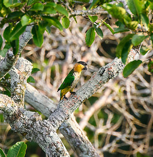 Black-headed parrot - closeup, Sani Lodge, Ecuador For some reason, this parrot is not even mentioned in the Ecuador birds app, although occasional reports exist.
https://www.jungledragon.com/image/131168/black-headed_parrot_sani_lodge_ecuador.html Black-headed parrot,Ecuador,Ecuador 2021,Geotagged,Pionites melanocephalus,Sani Lodge,South America,Spring,World,Yasuni National Park