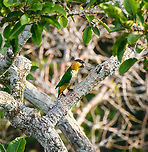 Black-headed parrot - closeup, Sani Lodge, Ecuador For some reason, this parrot is not even mentioned in the Ecuador birds app, although occasional reports exist.<br />
https://www.jungledragon.com/image/131168/black-headed_parrot_sani_lodge_ecuador.html Black-headed parrot,Ecuador,Ecuador 2021,Geotagged,Pionites melanocephalus,Sani Lodge,South America,Spring,World,Yasuni National Park
