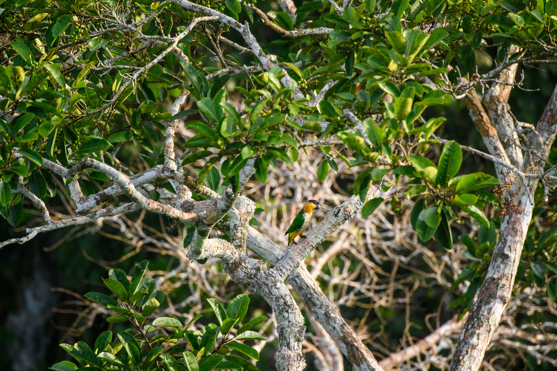Black-headed parrot, Sani Lodge, Ecuador For some reason, this parrot is not even mentioned in the Ecuador birds app, although occasional reports exist.<br />
<figure class="photo"><a href="https://www.jungledragon.com/image/131167/black-headed_parrot_-_closeup_sani_lodge_ecuador.html" title="Black-headed parrot - closeup, Sani Lodge, Ecuador"><img src="https://s3.amazonaws.com/media.jungledragon.com/images/2/131167_thumb.jpg?AWSAccessKeyId=05GMT0V3GWVNE7GGM1R2&Expires=1769040010&Signature=YpePucDQYVTZkSMVhkFDaw1sMAk%3D" width="150" height="152" alt="Black-headed parrot - closeup, Sani Lodge, Ecuador For some reason, this parrot is not even mentioned in the Ecuador birds app, although occasional reports exist.<br />
https://www.jungledragon.com/image/131168/black-headed_parrot_sani_lodge_ecuador.html Black-headed parrot,Ecuador,Ecuador 2021,Geotagged,Pionites melanocephalus,Sani Lodge,South America,Spring,World,Yasuni National Park" /></a></figure> Black-headed parrot,Ecuador,Ecuador 2021,Geotagged,Pionites melanocephalus,Sani Lodge,South America,Spring,World,Yasuni National Park