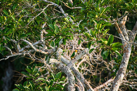 Black-headed parrot, Sani Lodge, Ecuador For some reason, this parrot is not even mentioned in the Ecuador birds app, although occasional reports exist.
https://www.jungledragon.com/image/131167/black-headed_parrot_-_closeup_sani_lodge_ecuador.html Black-headed parrot,Ecuador,Ecuador 2021,Geotagged,Pionites melanocephalus,Sani Lodge,South America,Spring,World,Yasuni National Park
