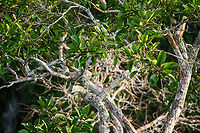 Black-headed parrot, Sani Lodge, Ecuador For some reason, this parrot is not even mentioned in the Ecuador birds app, although occasional reports exist.<br />
https://www.jungledragon.com/image/131167/black-headed_parrot_-_closeup_sani_lodge_ecuador.html Black-headed parrot,Ecuador,Ecuador 2021,Geotagged,Pionites melanocephalus,Sani Lodge,South America,Spring,World,Yasuni National Park